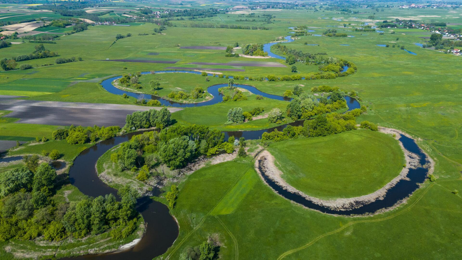 Meandrujący odcinek rzeki Nidy w naturalnej dolinie rzecznej
